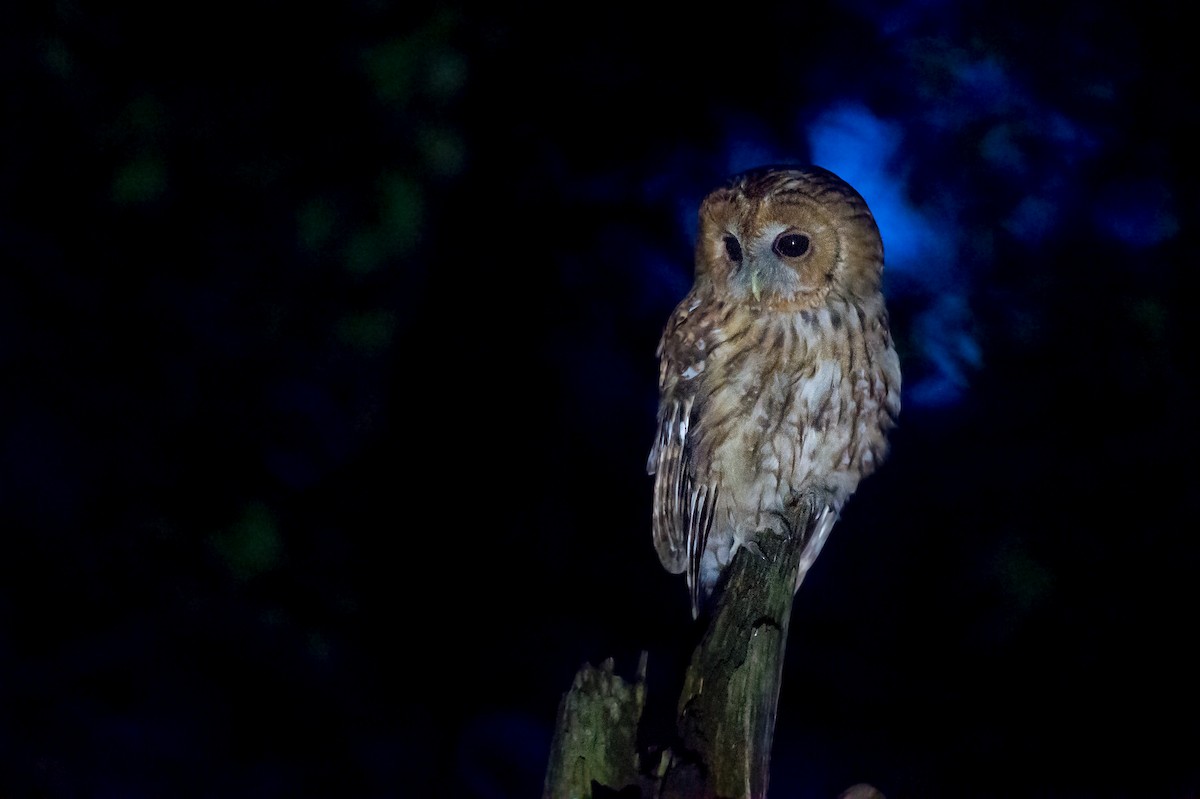 Tawny Owl - Marc FASOL