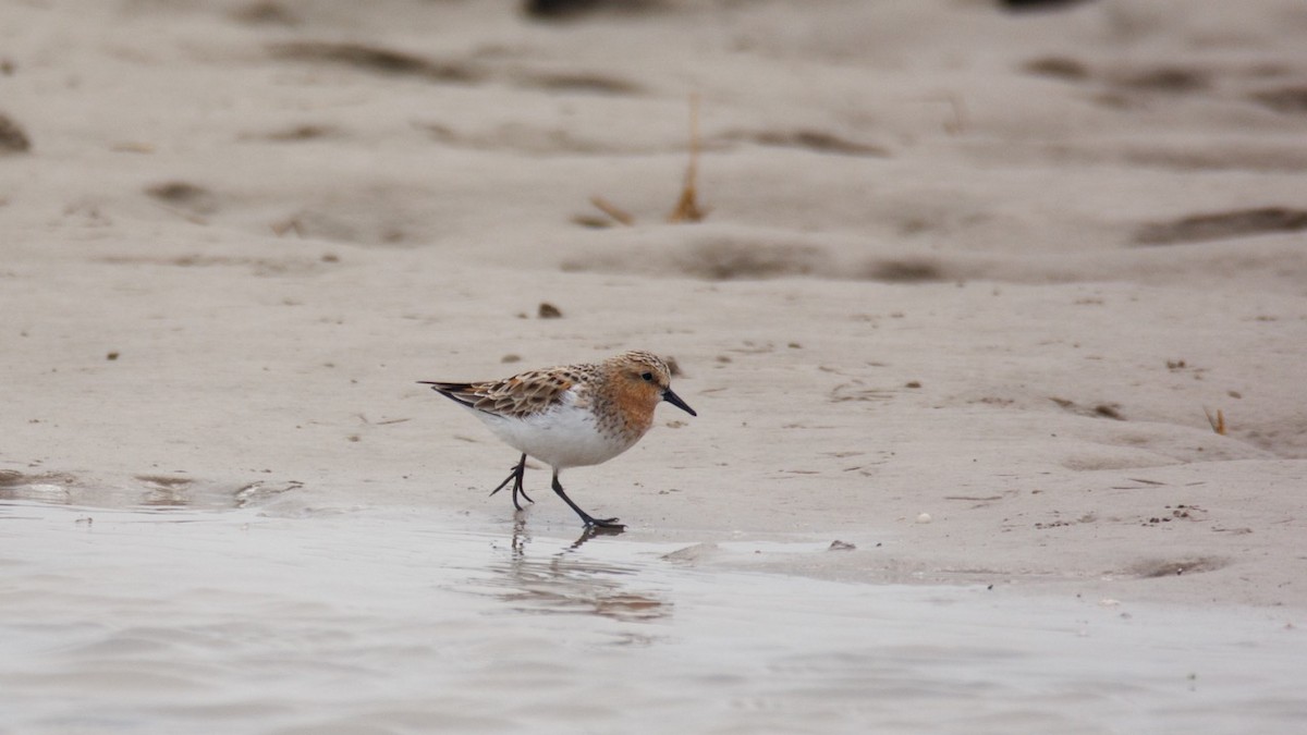 Red-necked Stint - Eric Francois Roualet