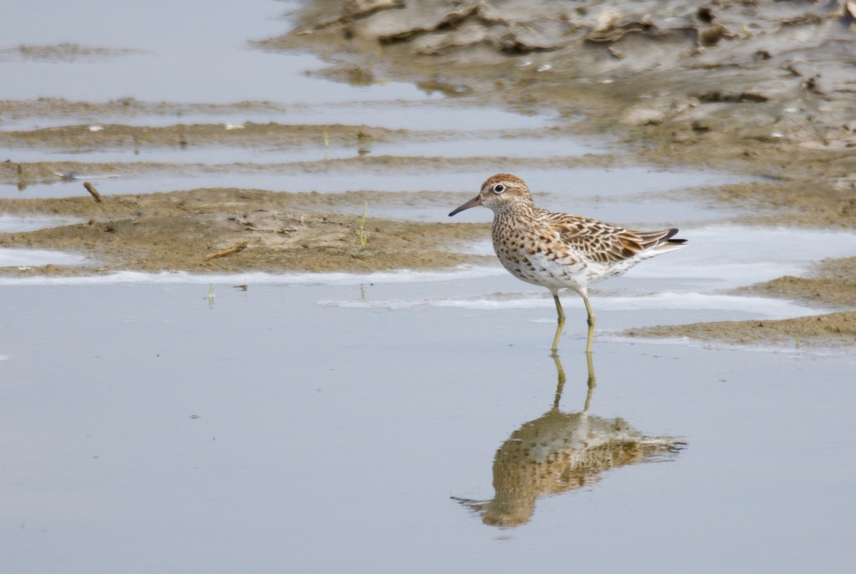 Sharp-tailed Sandpiper - Eric Francois Roualet