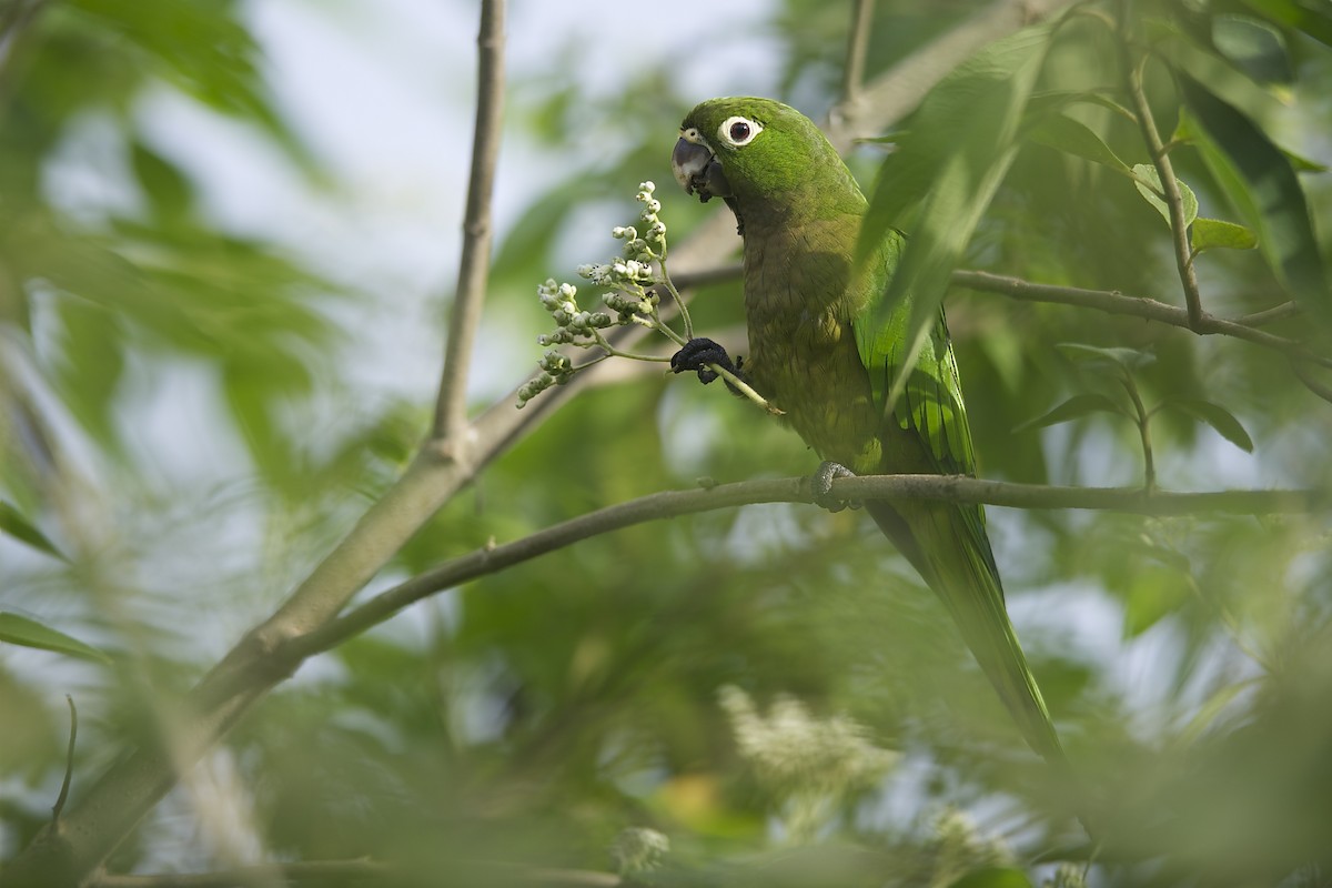 Olive-throated Parakeet (Aztec) - Marc FASOL