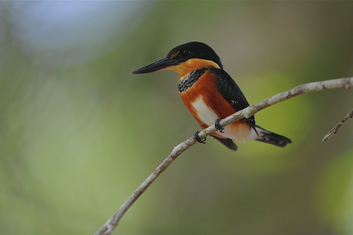 American Pygmy Kingfisher - Marc FASOL