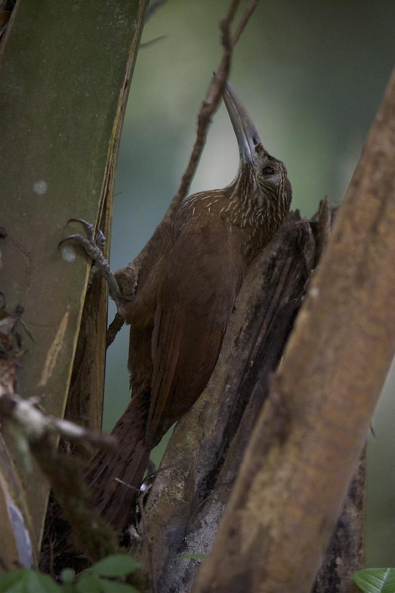 Strong-billed Woodcreeper (Central American) - Marc FASOL