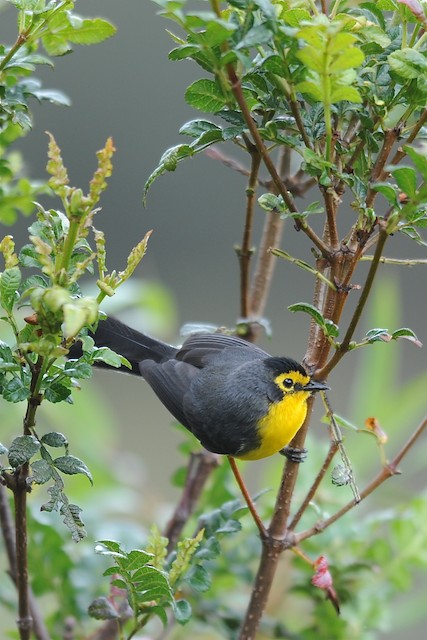 Photos - Spectacled Redstart - Myioborus melanocephalus - Birds of the ...