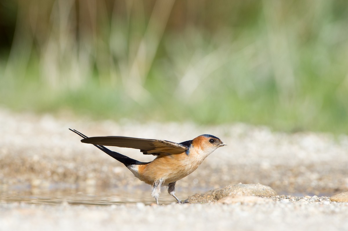 Red-rumped Swallow (Red-rumped) - Marc FASOL