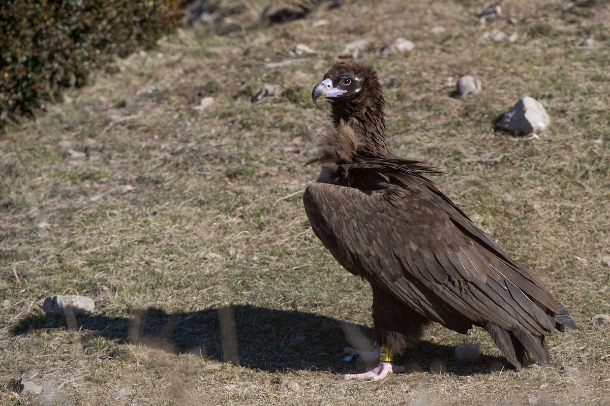 Cinereous Vulture - ML204976691
