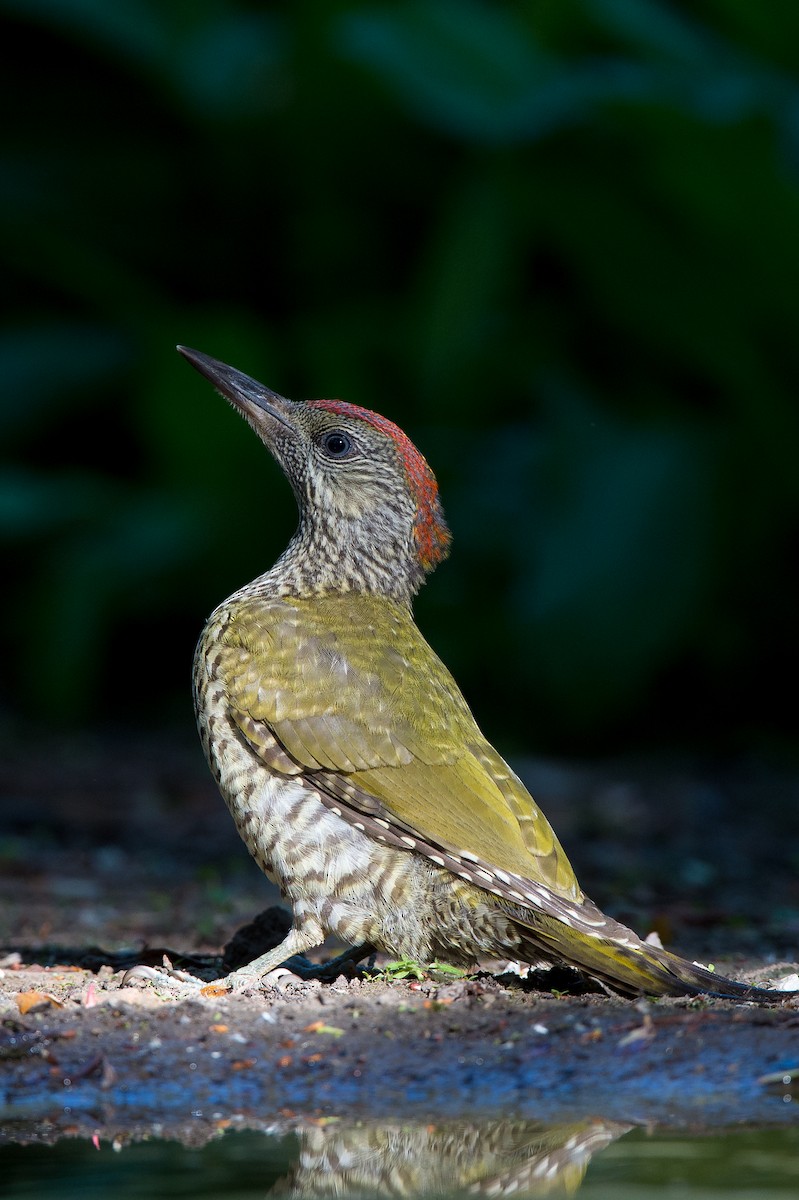 Eurasian Green Woodpecker (Eurasian) - ML204976961