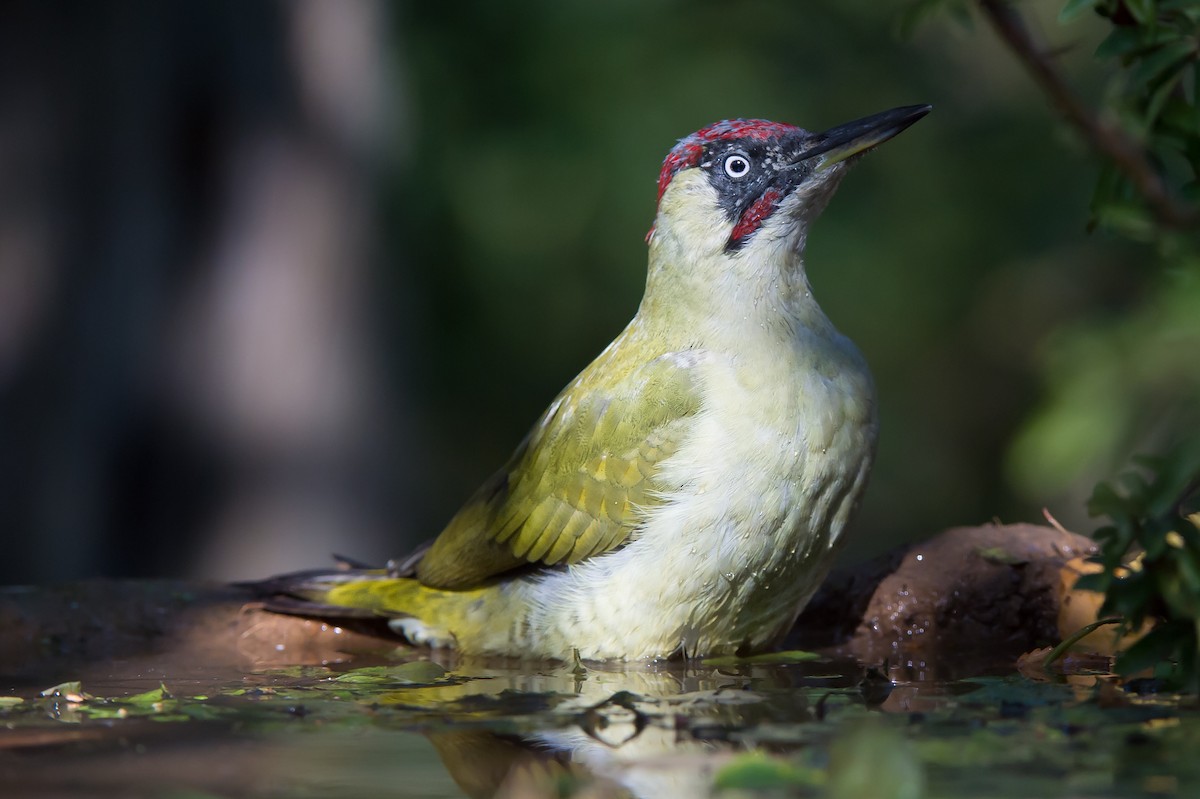 Eurasian Green Woodpecker (Eurasian) - Marc FASOL