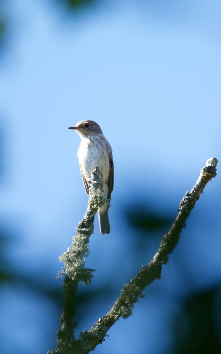 Spotted Flycatcher (Spotted) - ML204977191