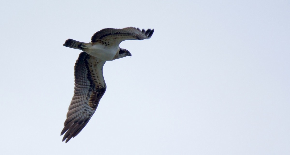 Osprey (haliaetus) - Eric Francois Roualet