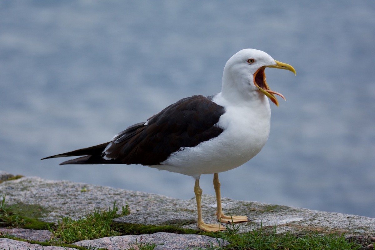 Lesser Black-backed Gull (fuscus) - Eric Francois Roualet