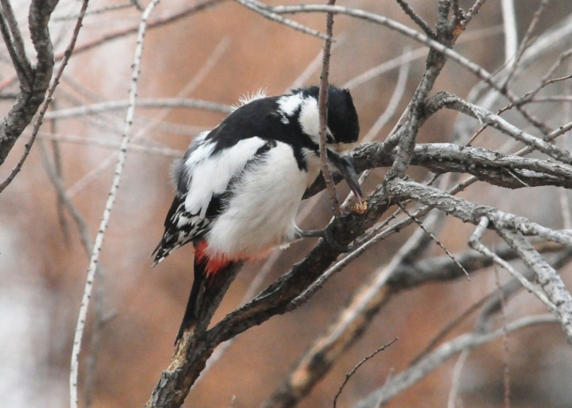 White-winged Woodpecker - ML204978051