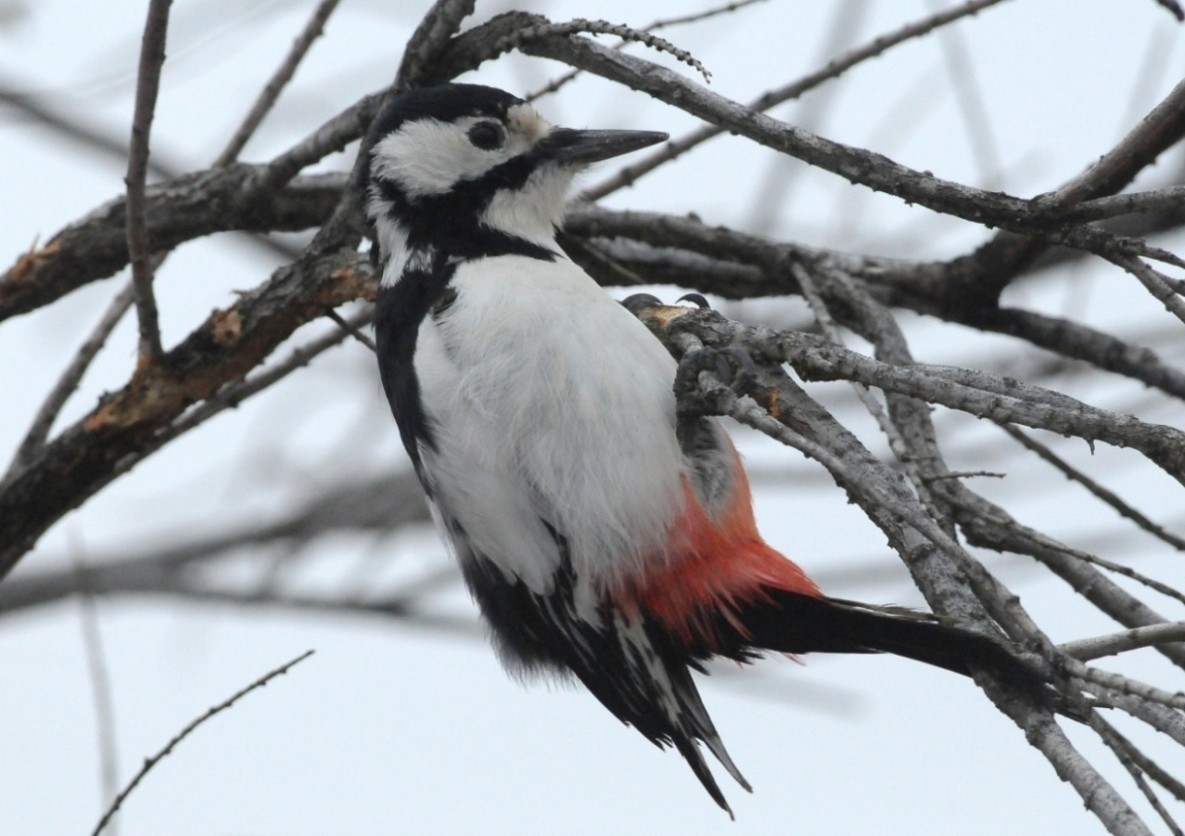 White-winged Woodpecker - ML204978061
