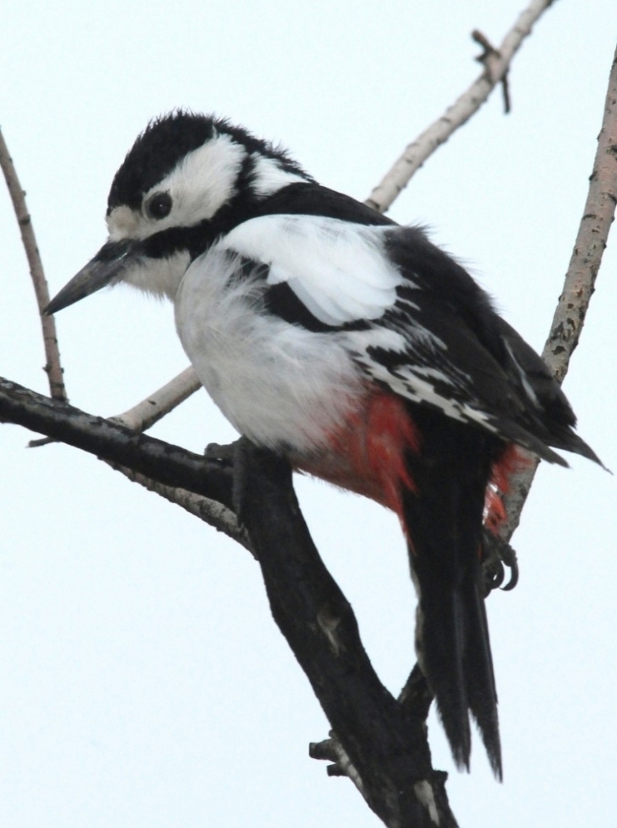 White-winged Woodpecker - ML204978071