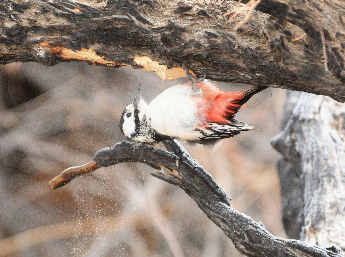 White-winged Woodpecker - Altay Zhatkanbayev