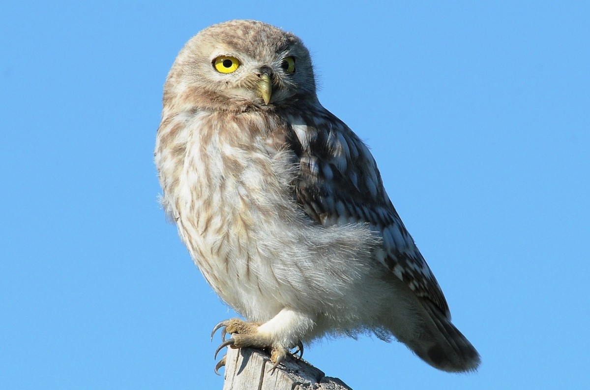 Little Owl (Hutton's) - ML204978111