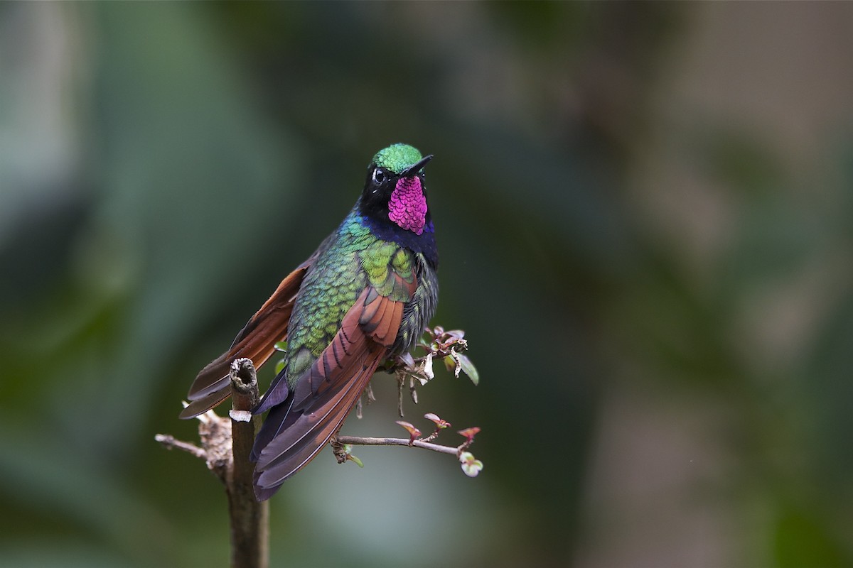 Garnet-throated Hummingbird - ML204978191