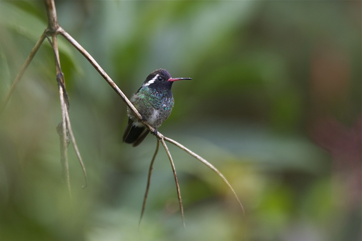 White-eared Hummingbird - Marc FASOL