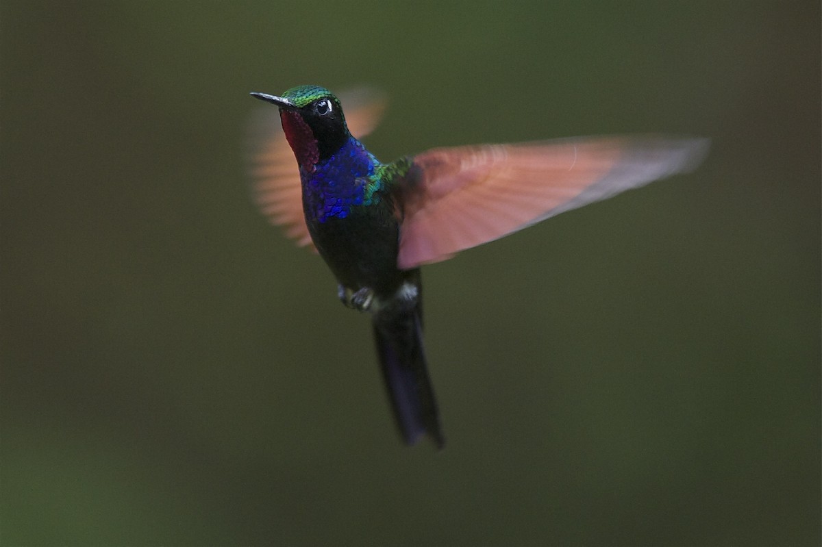 Garnet-throated Hummingbird - Marc FASOL