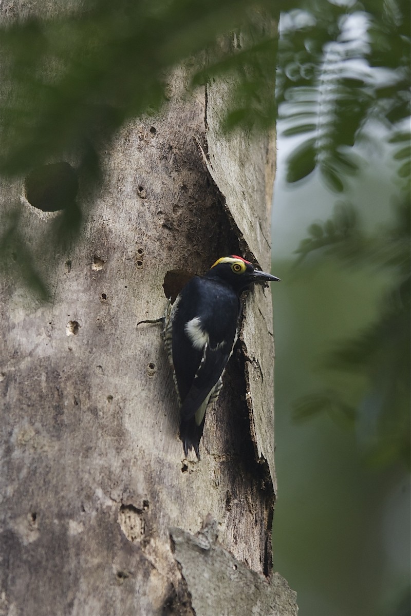 Yellow-tufted Woodpecker - Marc FASOL