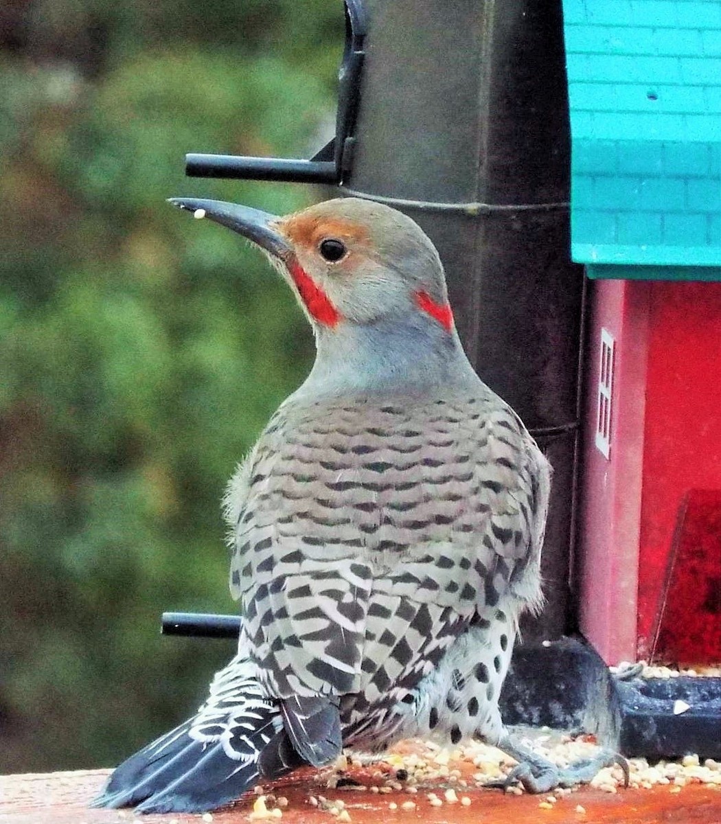 Northern Flicker (Yellow-shafted x Red-shafted) - ML20497851