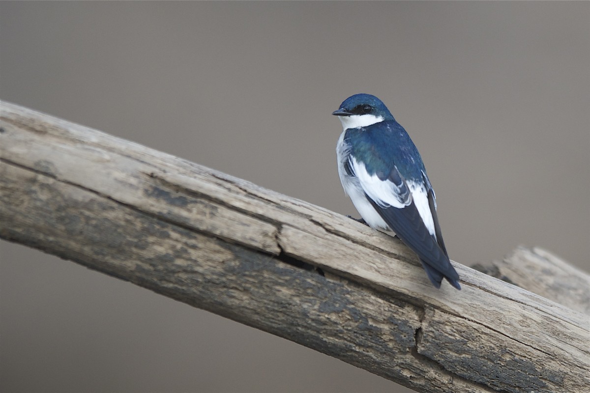White-winged Swallow - ML204978531