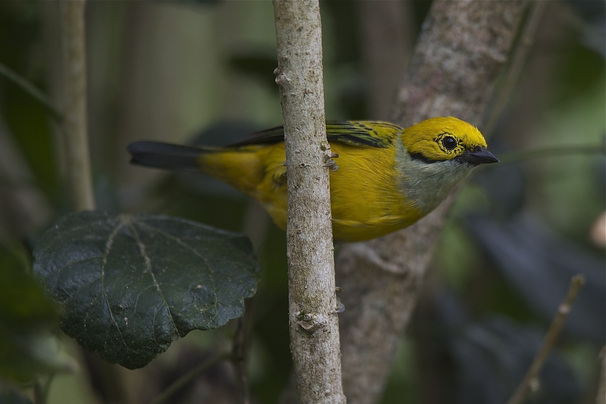 Silver-throated Tanager - ML204978551