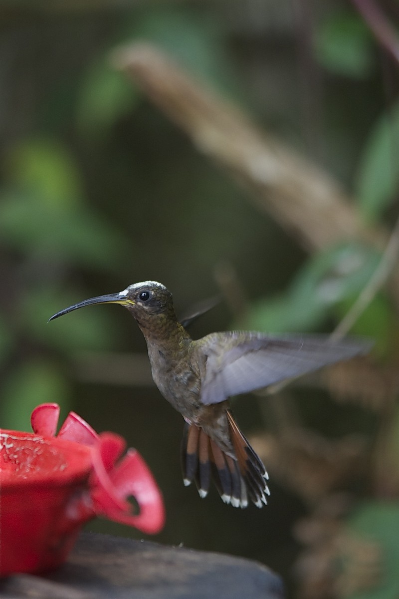 Rufous-breasted Hermit - ML204978561