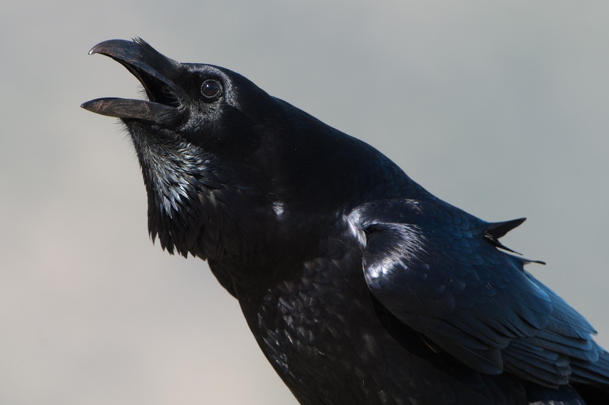 Common Raven - Marc FASOL