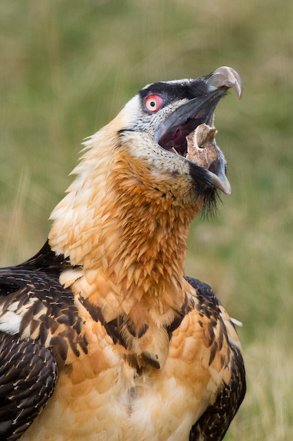 Sakalli Akbaba Barbatus Ebird