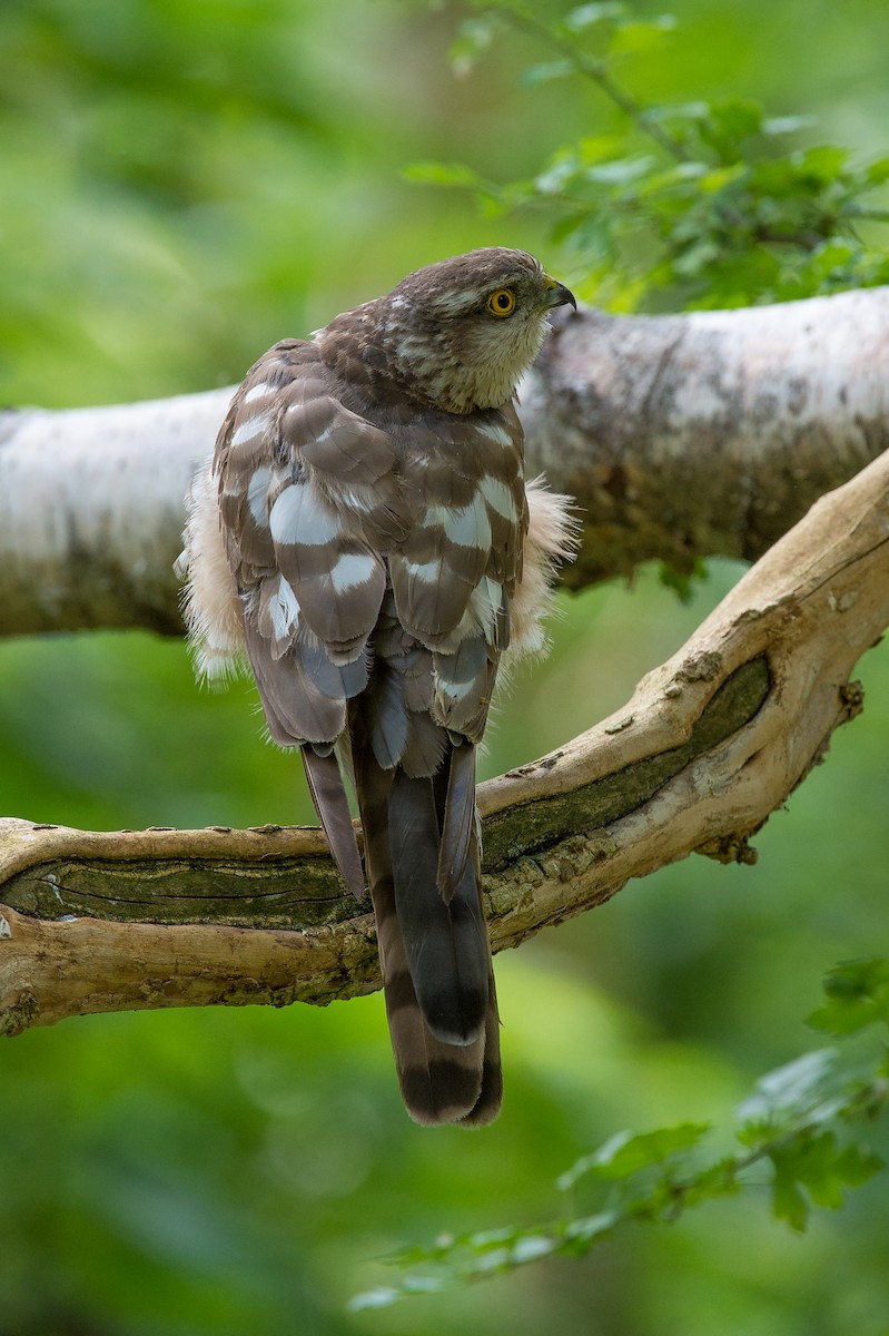 Eurasian Sparrowhawk - Marc FASOL