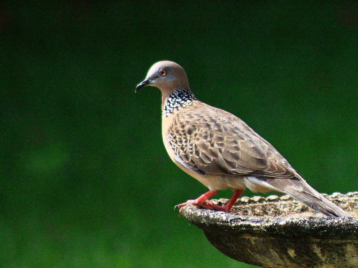 Spotted Dove (Eastern) - ML204978931