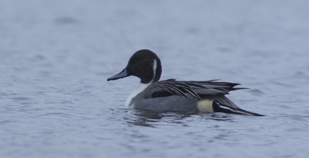 Northern Pintail - Eric Francois Roualet