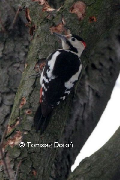 Syrian Woodpecker - Tomasz Doroń