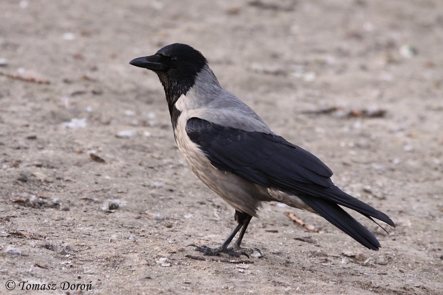 Hooded Crow (Hooded) - ML204980201
