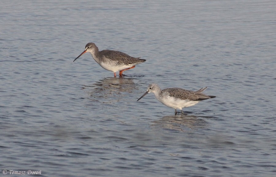 Spotted Redshank - ML204980241