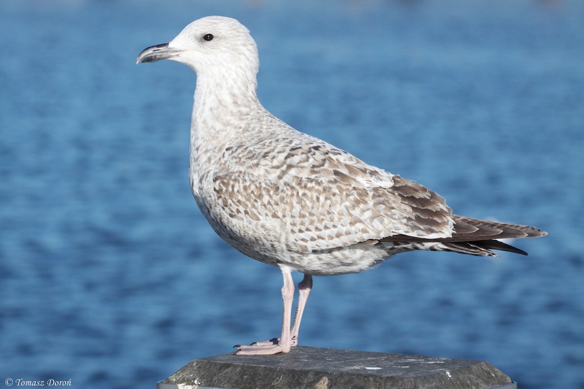 Herring Gull (European) - ML204980291