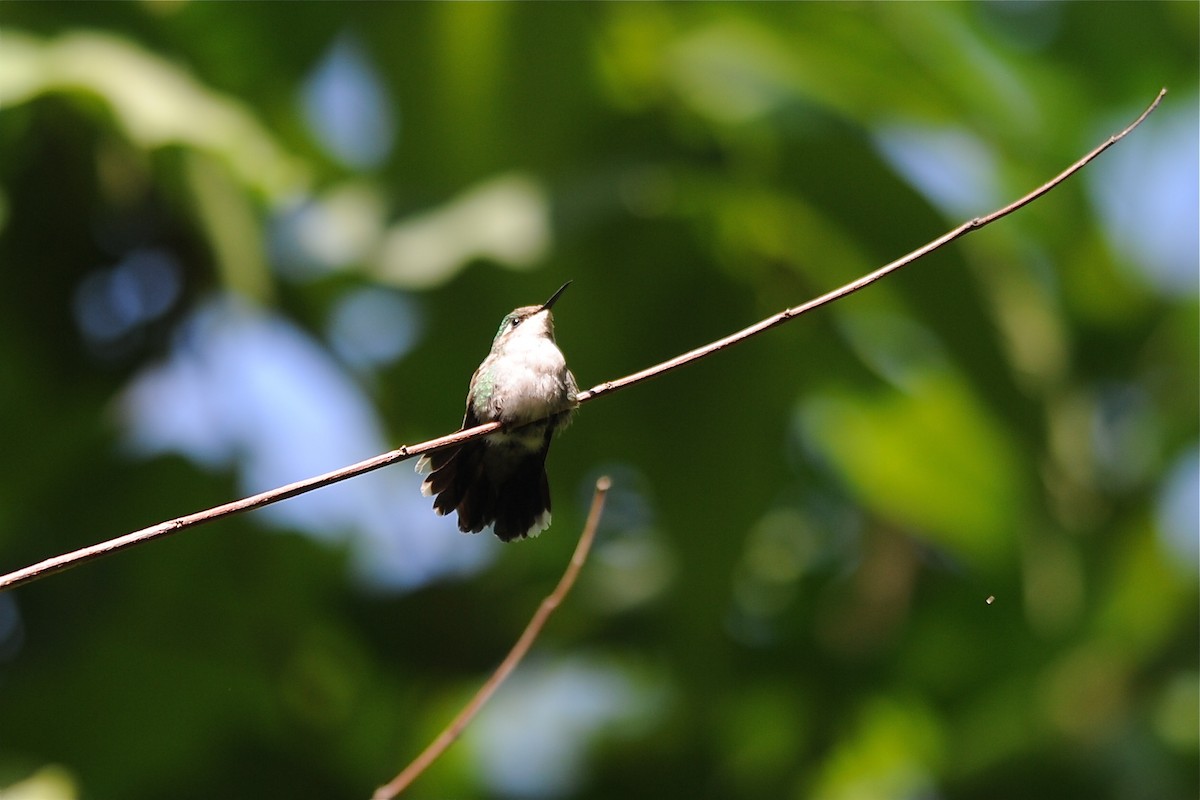 Emerald-chinned Hummingbird - Marc FASOL