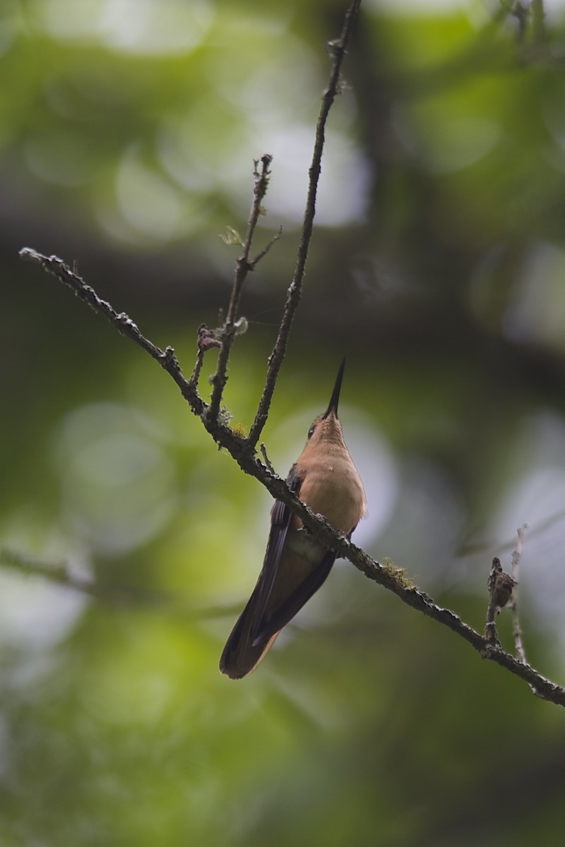 kolibřík pestroocasý - ML204980311