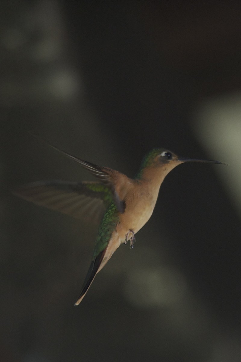 kolibřík pestroocasý - ML204980321