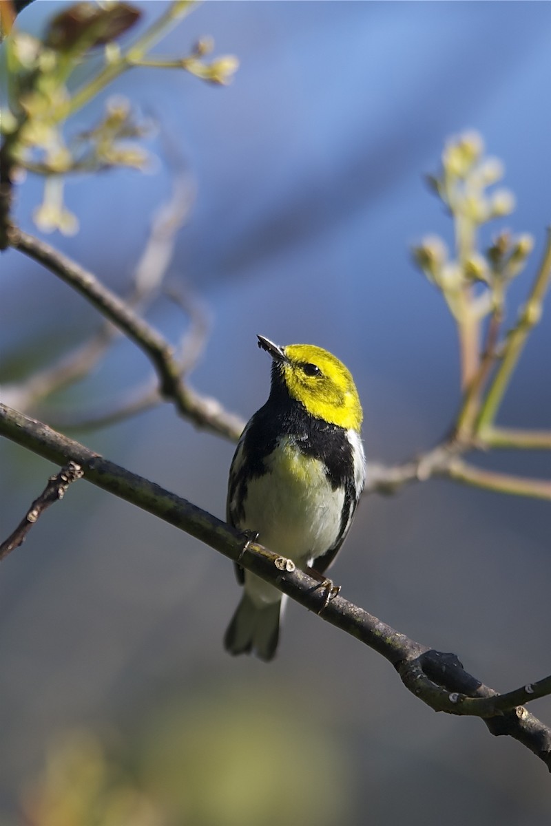 Black-throated Green Warbler - Marc FASOL
