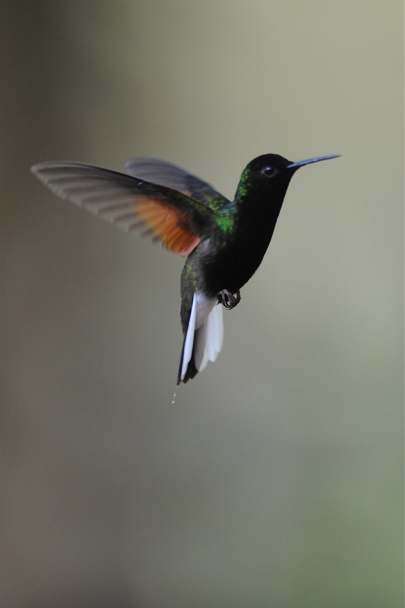 Black-bellied Hummingbird - Marc FASOL