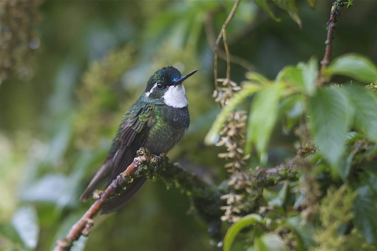 White-throated Mountain-gem (Gray-tailed) - ML204980651