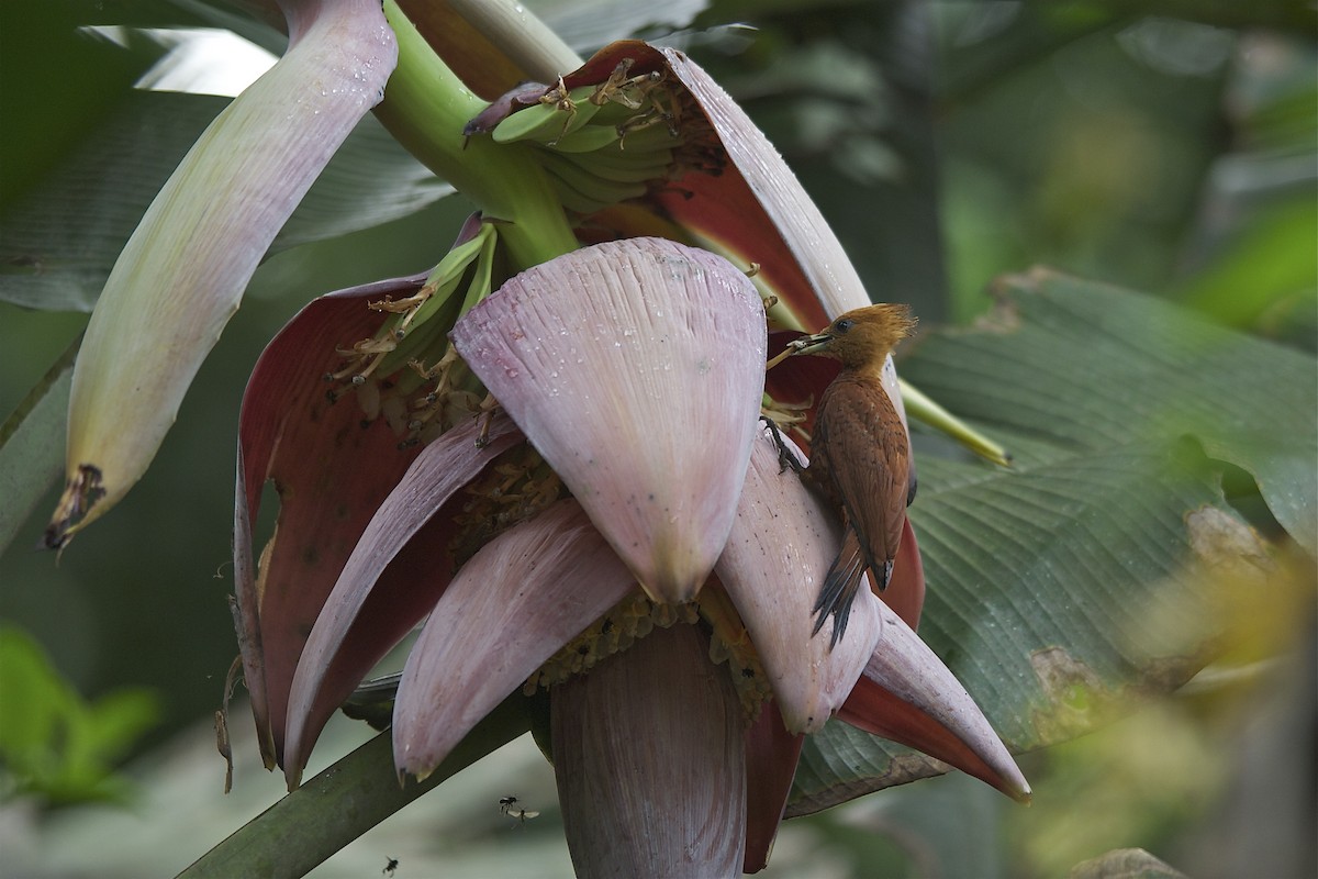 Chestnut-colored Woodpecker - Marc FASOL