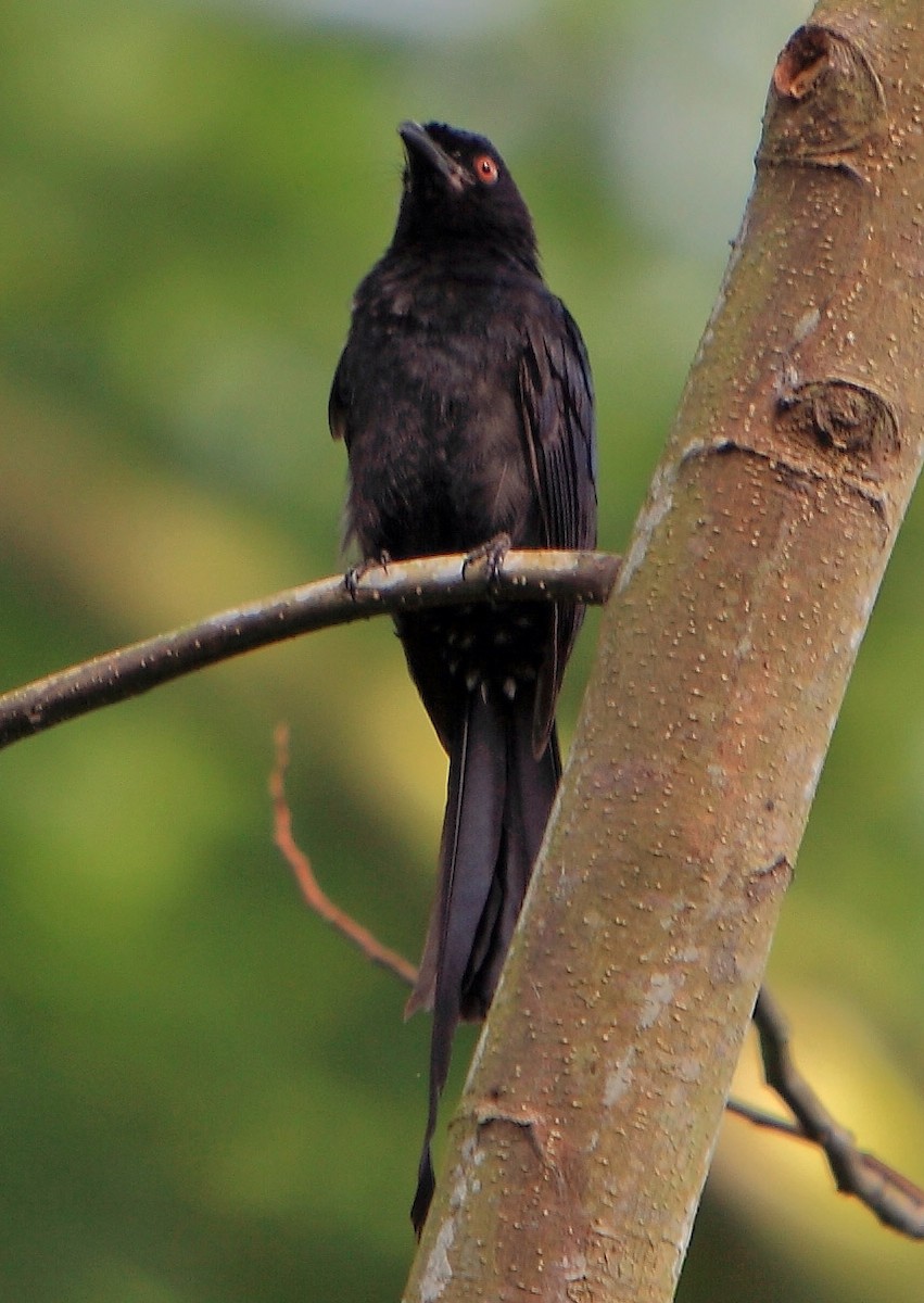 Greater Racket-tailed Drongo - ML204980931