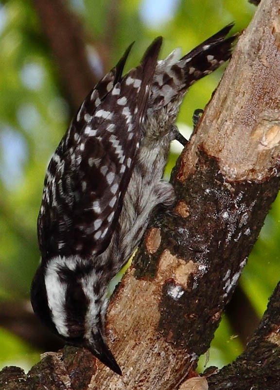 Sunda Pygmy Woodpecker - William Ip
