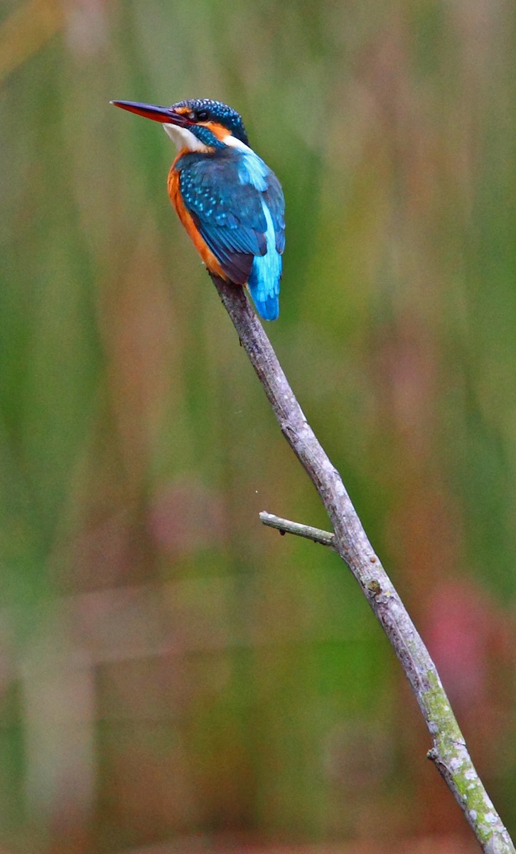 Common Kingfisher - ML204981291