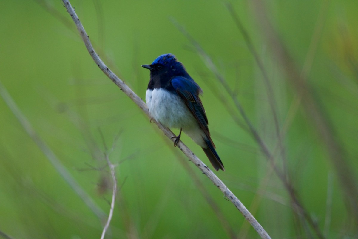 Blue-and-white Flycatcher - Eric Francois Roualet
