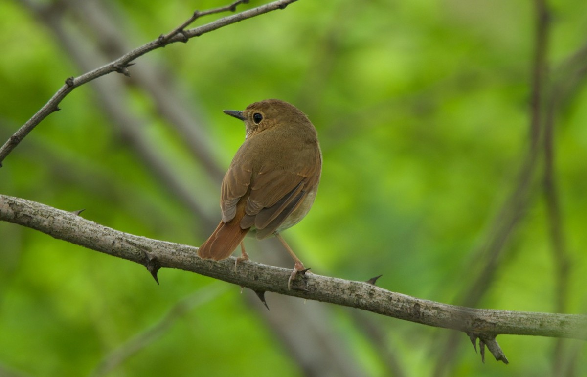 Rufous-tailed Robin - ML204981781