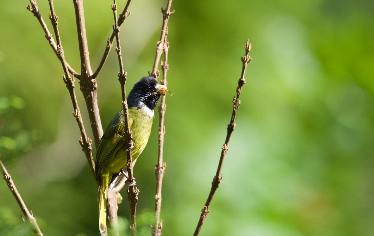 Collared Finchbill - Eric Francois Roualet