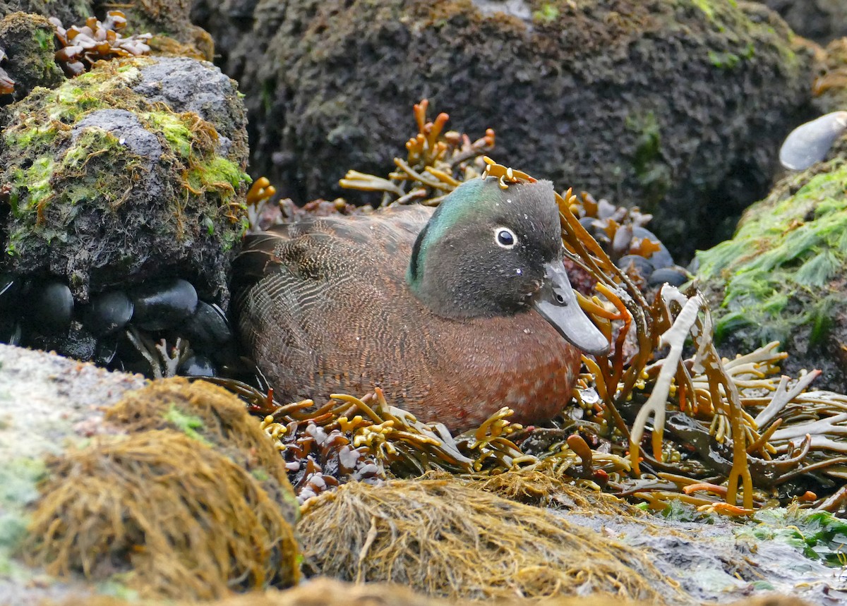 Campbell Islands Teal - David Fisher
